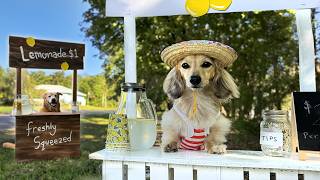 Battle of the LEMONADE STANDS  Cute Dog Sells Lemonade [upl. by Alded]