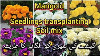 marigold seedling transplanting and soil mix Bloom with SI [upl. by Tnecnev]