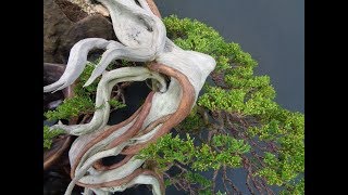 Juniper sabina Bonsai kengai style by Giacomo Pappalardo [upl. by Cardie521]