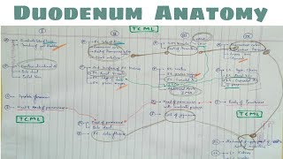 Duodenum Anatomy  5 Duodenum 4th Part Relation Chart  TCML [upl. by Terb414]