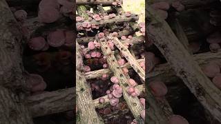 Growing Shiitake Mushrooms on Logs satisfying HappyFarm85 [upl. by Doralynne]