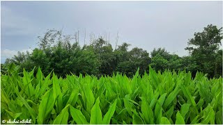 Turmeric Plant  Curcuma longa [upl. by Lechar]