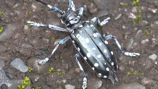 20240427  關渡防潮堤  白斑星天牛Anoplophora macularia 大爆發；淡水河春季同步鳥類調查 [upl. by Rimidalg]