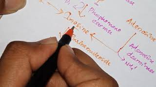 Purine nucleotide degradation [upl. by Alphonse]