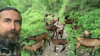 1 Ho abbandonato la città e sono andato a vivere in montagna  Pastorizia a semi brado [upl. by Edla]