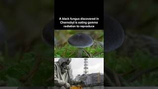 The black fungus of Chernobyl that is eating the radiation to grow [upl. by Nomla]