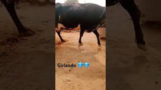 GirLando 🐄🐄 cow 💎💎 [upl. by Butterfield]