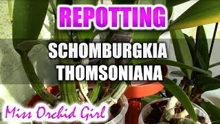 Repotting Schomburgkia Thomsoniana [upl. by Yelyak500]