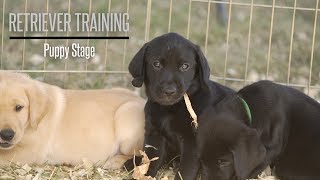 The Puppy Stage With Brookstone Kennels Performance Gundogs  Hunting Dog Training [upl. by Colan318]