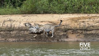 Careless Capybara gets Caught by Jaguar [upl. by Lepp]