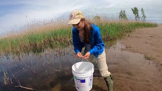 Herpetologist Jessica Ford Get to Know a Scientist [upl. by Drofxer66]