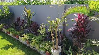 Dracaena Plant ll Care amp Tips [upl. by Clayson]