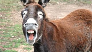 Funny Cute Donkeys To Make You LAUGH FUNNIEST ANIMALS [upl. by Elliot]