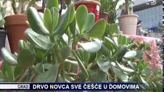 TV KANAL 9 NOVI SAD DRVO NOVCA SVE ČEŠĆE U DOMOVIMA [upl. by Ybocaj172]