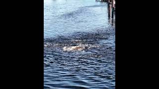 Mullet Run 2024 Continues on the Loxahatchee River [upl. by Enyrhtac]