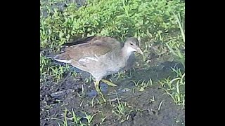 IMMATURE COMMON GALLINULE [upl. by Berns957]