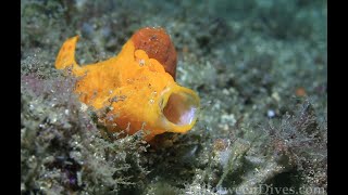 Painted Anglerfish Antennarius pictus Sydney Australia [upl. by Yeldarb517]