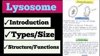 Lysosome लयनकायलाइसोसोम In Hindi  Introduction Types Structure Function Suicidal bag botany [upl. by Jahn]