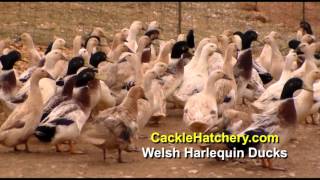 Welsh Harlequin Ducks Breed Breeder Flock  Cackle Hatchery [upl. by Yodlem]