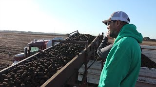 AgweekTV Dry Weather Slows Potato Harvest [upl. by Maletta]