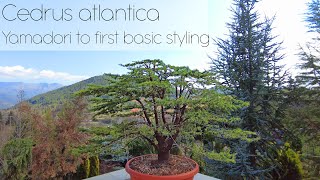 Cedrus libani ssp atlantica bonsai Yamadori to first structural styling 4K  Arkefthos Bonsai [upl. by Agnese]