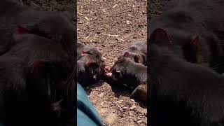 Feeding tasmaniandevil amazing creatures tasmania australia [upl. by Annodal]