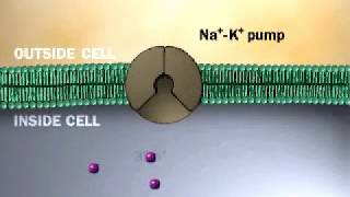 SodiumPotassium Pump  NaK ATPase  Active Transport [upl. by Elnora]