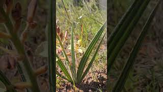 Threatened species Wachendorfia paniculata [upl. by Enoj]