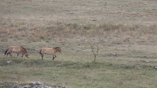 Course poursuite de chevaux de Przewalski  12  161023 [upl. by Nomyar]