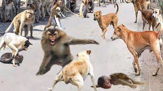 Massacre Baboons aggressively attacked the Dogs to avenge their brutally murdered fellows [upl. by Eseenaj619]