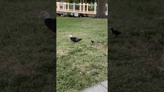 Muscovy ducklings muscovyduck muscovyducklings duck ducks short youtubeshorts nature babies [upl. by Ettezus]