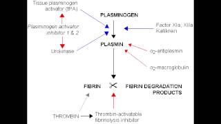 Fibrinolysis  Anticoagulation Pathway [upl. by Ecnal]