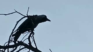 how to American Crow Calls 2024 3 MOST COMMON SoundsYou Will Hear American Crow Calls 2024 [upl. by Alat31]