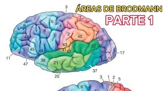 ÁREAS DE BRODMANN PARTE 1 areabrodmann parte1 viralvideo [upl. by Aicissej923]