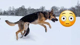 When German Shepherds Are AGGRESSIVE  Winter Dog VLOG [upl. by Nylzor]