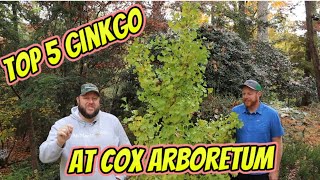 Top 5 Ginkgo Trees at the Cox Arboretum [upl. by Bergmans]