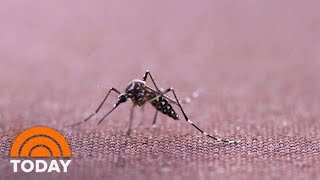 Genetically Modified Mosquitoes To Be Released in Florida Keys Experiment  TODAY [upl. by Cohbert997]