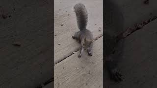 Pugsy cutest little baby squirrel squirrelwatching squirrelvideo cute wildlife nature [upl. by Konikow]