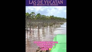 PRODUCTORES YUCATECOS CON PERDIDA TOTAL POR INTENSAS LLUVIAS 😞 [upl. by Annavoig]