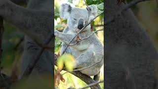 Koala Sounds  Sleepy koala [upl. by Aniryt]