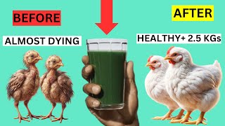 Unlock Rapid Growth amp Cure in Chicks The Moringa Extract Miracle [upl. by Tallou]