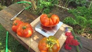 The Rusted Garden Large Beefsteak Tomato Weigh In 2 Pounds Anyone  TRG 2014 [upl. by Asilak]