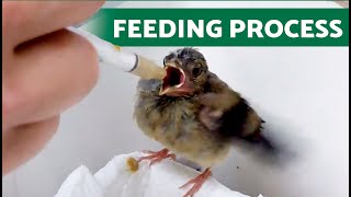 FEEDING BABY GOLDFINCHES 🍼🐣 LEARN HOW TO DO IT [upl. by Corvin599]