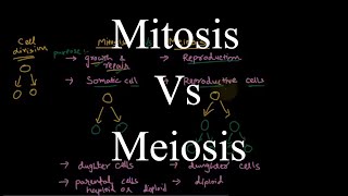 Mitosis and Meiosis  similarities and differences [upl. by Oileduab394]