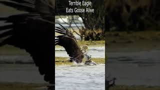 Terrible Eagle Eats Goose Alive [upl. by Cynarra249]