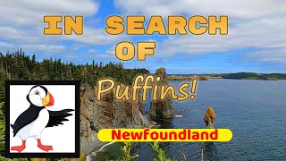 Will We Get To See Puffins In Newfoundland [upl. by Rowell]