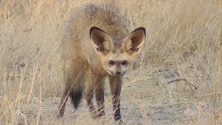 Bateared fox checking me out  Kalahari [upl. by Friederike]