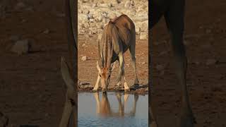 Eland in Etosha National Park [upl. by Alimac]