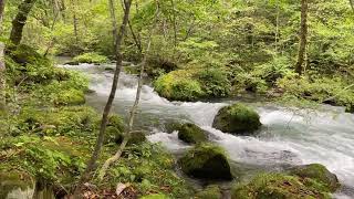 Oirase Gorge mountain stream Aomori Japan [upl. by Ekaterina]