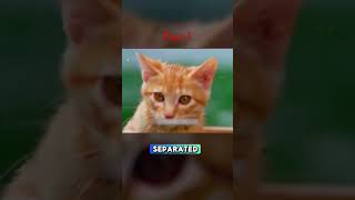 Kitten met snake in a tree Adventure of Chatran Part1 catkid trending movie documentary [upl. by Anitnauq]